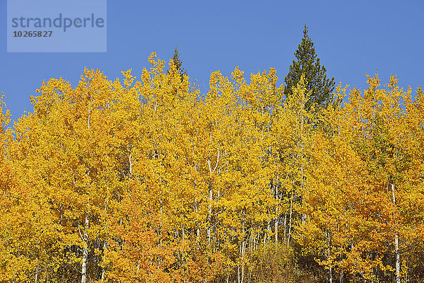 Vereinigte Staaten von Amerika USA Himmel Herbst blau amerikanisch Espe Populus tremula Pappel Laub Wyoming