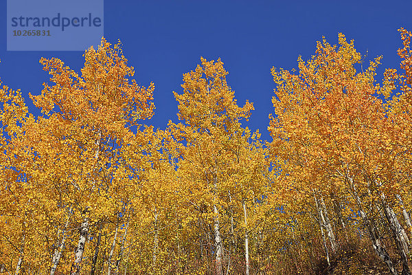 Vereinigte Staaten von Amerika USA Himmel Herbst blau amerikanisch Espe Populus tremula Pappel Laub Wyoming