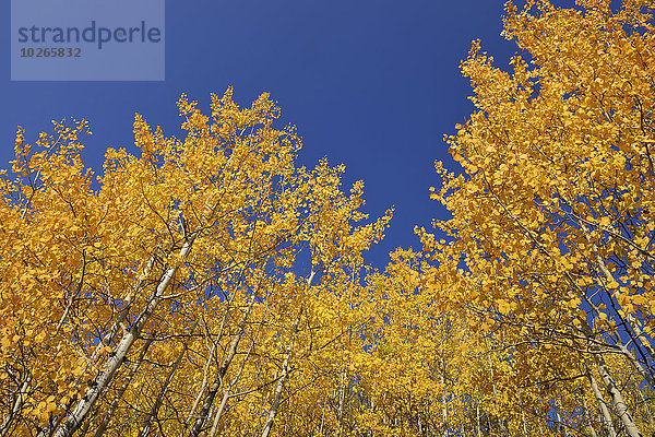 Vereinigte Staaten von Amerika USA Himmel Herbst blau amerikanisch Espe Populus tremula Pappel Laub Wyoming