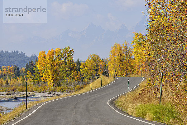 Vereinigte Staaten von Amerika USA Fernverkehrsstraße Herbst amerikanisch Espe Populus tremula Pappel Laub Wyoming