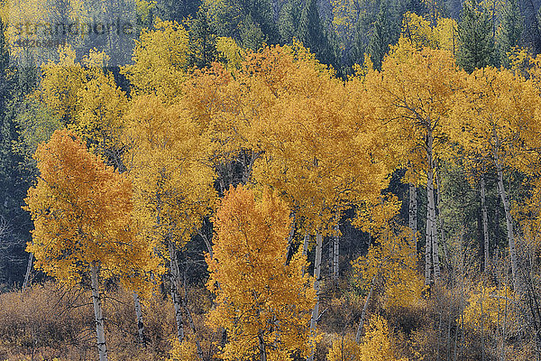 Vereinigte Staaten von Amerika USA Herbst amerikanisch Espe Populus tremula Pappel Laub Wyoming