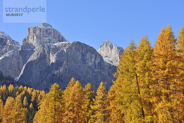 Berg europäisch Wald Hintergrund Alpen Herbst Dolomiten Lärche Laub Italien