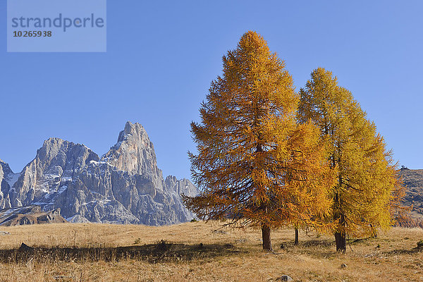 europäisch Baum Herbst Dolomiten Helligkeit Lärche Italien blass