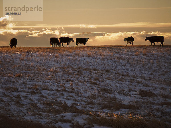 Winter bedecken Sonnenuntergang mischen Rind Wiese Zucht Ethnisches Erscheinungsbild Alberta Rindfleisch Kanada vieh Mixed Prärie Schnee