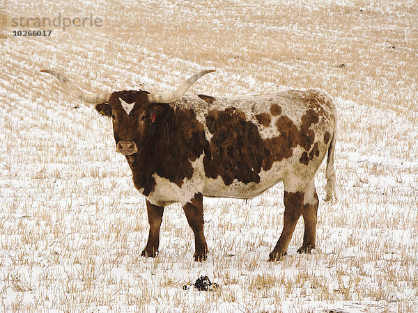 Hausrind Hausrinder Kuh Winter bedecken Feld Stoppelfeld Alberta Rindfleisch Rind Kanada vieh Schnee