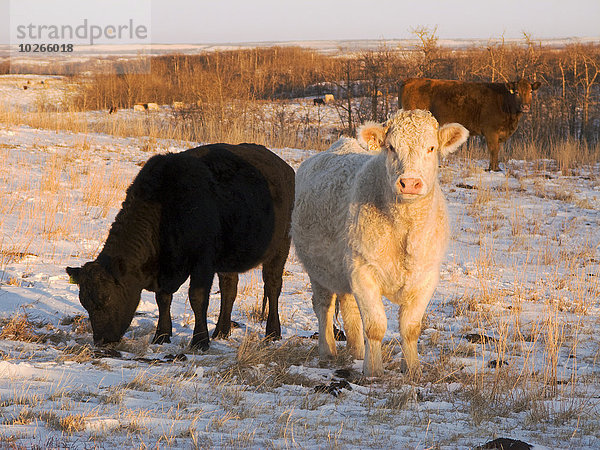 Hausrind Hausrinder Kuh Winter bedecken Sonnenuntergang schwarz Wiese Alberta Rindfleisch Rind Kanada Charolais füttern vieh Schnee