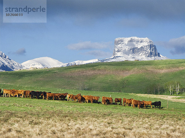 hoch oben Berg Felsen grün schwarz Hintergrund Rind rot Wiese vorwärts Bündel bedecken Alberta Rindfleisch Kanada vieh Schnee