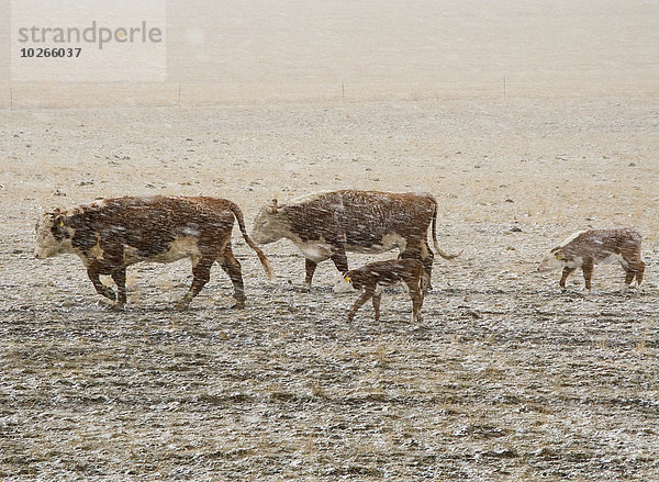 Hausrind Hausrinder Kuh trocken Blizzard Wiese Jahreszeit Kalb Alberta Rindfleisch Rind Kanada vieh