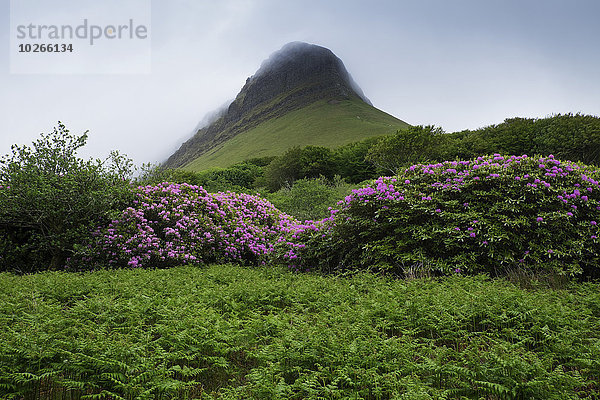 Benbulbin with mist  Dartry Mountains  County Sligo  Republic of Ireland