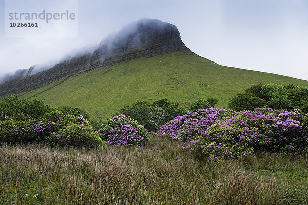 Benbulbin with mist  Dartry Mountains  County Sligo  Republic of Ireland