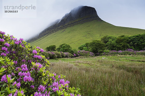 Benbulbin with mist  Dartry Mountains  County Sligo  Republic of Ireland