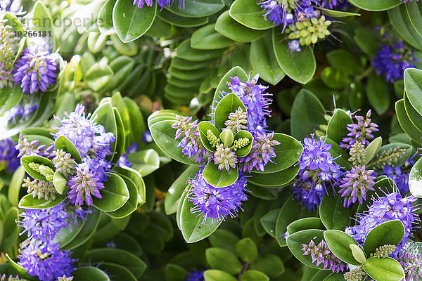 Blume Pflanze Close-up close-ups close up close ups