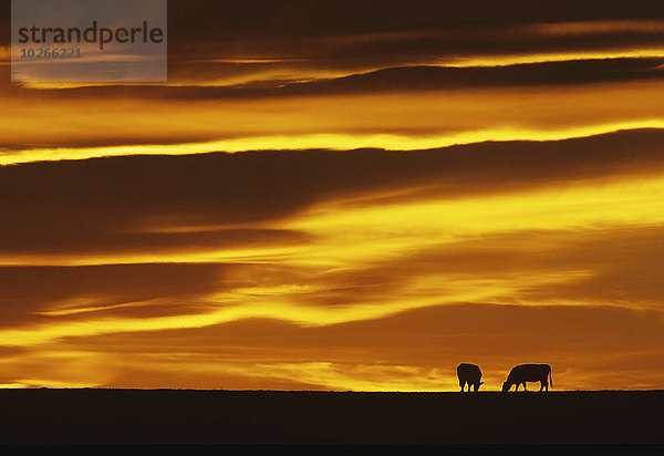 Vereinigte Staaten von Amerika USA Hausrind Hausrinder Kuh nahe Sonnenuntergang Silhouette Schürfwunde Wiese 2 Rindfleisch Rind vieh