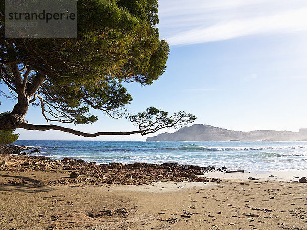 Strand Baum Sand Kiefer Pinus sylvestris Kiefern Föhren Pinie Balearen Balearische Inseln Mallorca Spanien