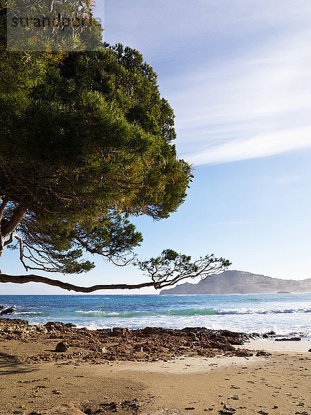Strand Baum Sand Kiefer Pinus sylvestris Kiefern Föhren Pinie Balearen Balearische Inseln Mallorca Spanien