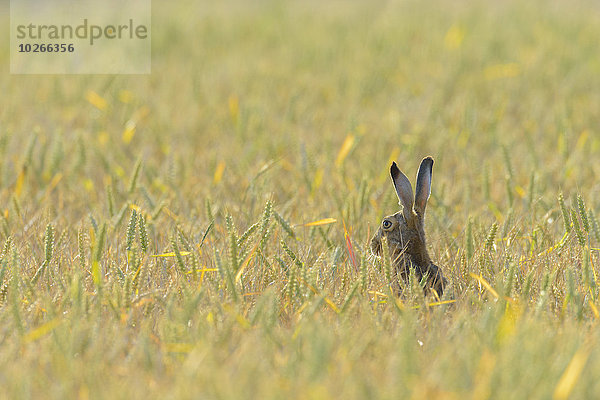 Kornfeld europäisch Sommer braun Deutschland Hase Hessen