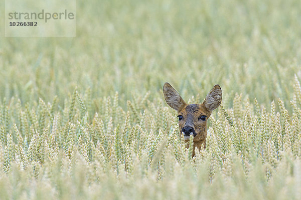 Kornfeld Hirsch Deutschland Hessen