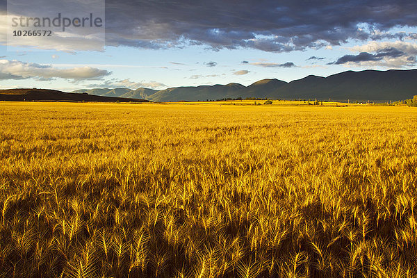 Vereinigte Staaten von Amerika USA Morgen Beleuchtung Licht Landwirtschaft Nutzpflanze Tal reifer Erwachsene reife Erwachsene früh Weizen Aufgabe