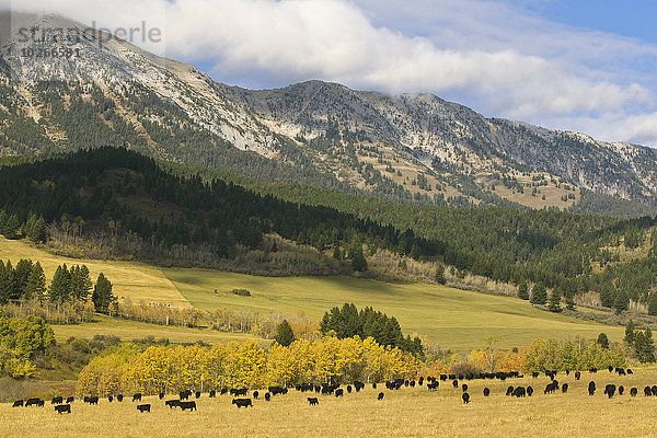 Vereinigte Staaten von Amerika USA nahe Schürfwunde Herde Herdentier schwarz Hintergrund Rind Herbst Wiese Rindfleisch vieh