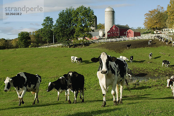 Vereinigte Staaten von Amerika USA Hausrind Hausrinder Kuh nahe Farbaufnahme Farbe Gebäude Milchprodukt grün Hintergrund früh Herbst New York City Wiese Holstein-Rind vieh