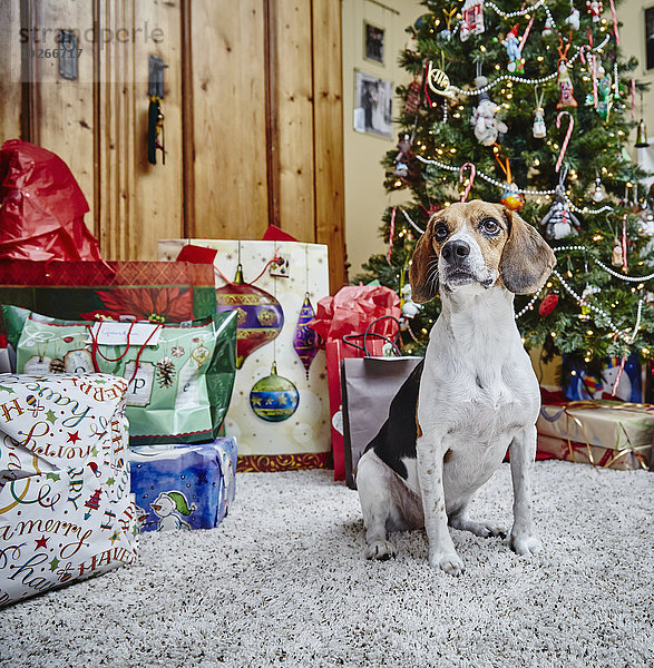 Geburtstagsgeschenk Hund frontal Weihnachtsbaum Tannenbaum Beagle Kanada Ontario