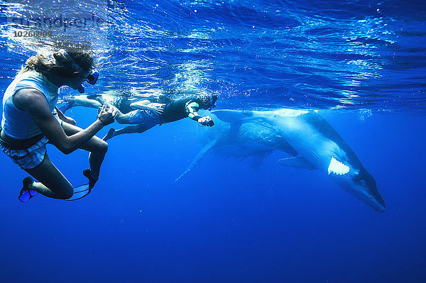 Tourist Wal schwimmen Tonga
