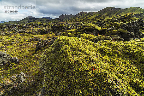 bedecken Überfluss Lava fließen Island Landmannalaugar Moos