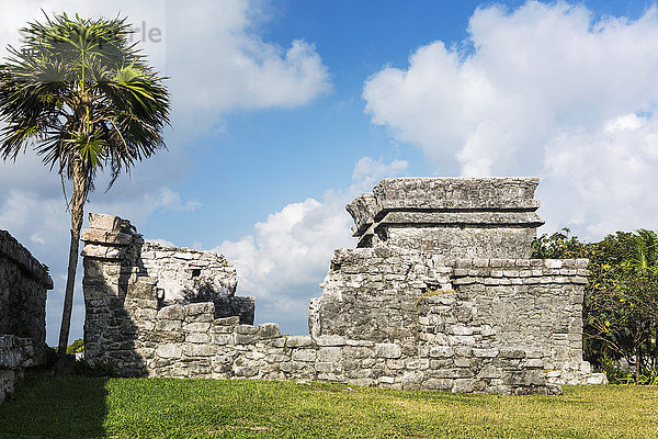 Baum Mexiko Palme Maya antik Quintana Roo Tulum