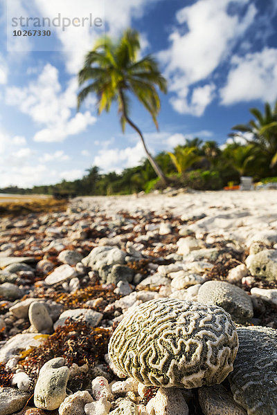 Wolke Strand Baum Himmel Hintergrund Close-up blau Mexiko Kokosnuss Akumal Quintana Roo