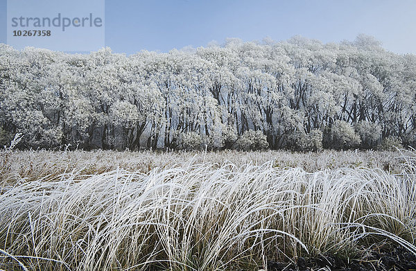 nahe bedecken Baum Agrarland Kanada Frost Manitoba