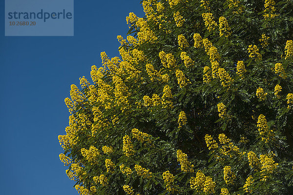 Detail Details Ausschnitt Ausschnitte Winter bedecken Blume Baum gelb Malawi