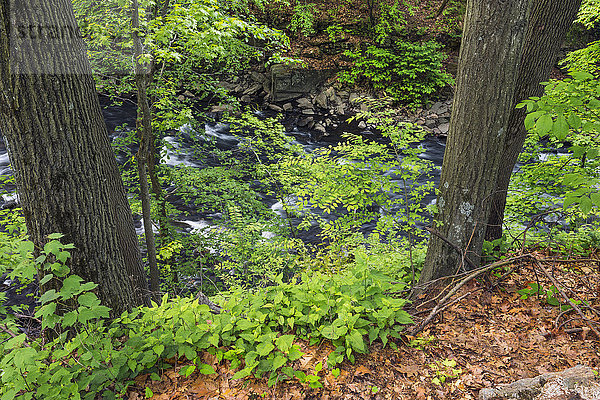 New York City Amerika Wald fließen Fluss Verbindung Bronx