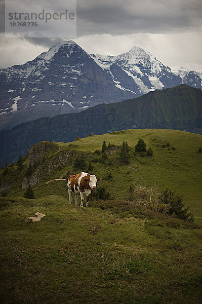 Hausrind Hausrinder Kuh Hintergrund Alpen braun schweizerisch Schweiz