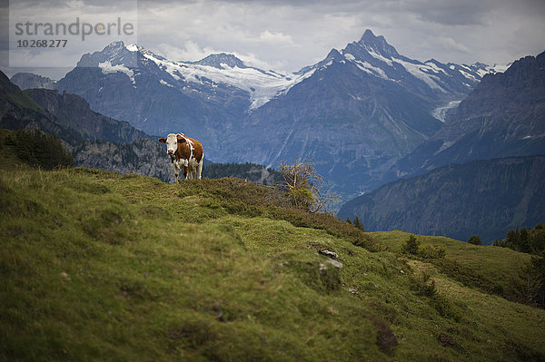 Hausrind Hausrinder Kuh Hintergrund Alpen braun schweizerisch Schweiz