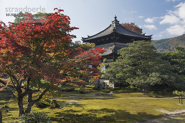 Baum Boden Fußboden Fußböden rot Japan Kyoto Ahorn