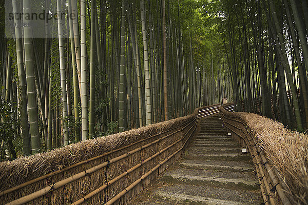 Stein Weg Wald Bambus Japan Kyoto