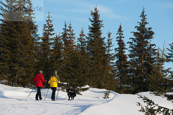 Berg gehen folgen Schnee Hund Norden Österreich