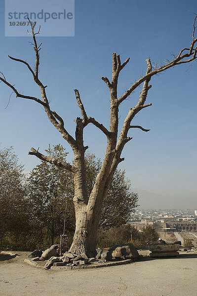 Kabul Hauptstadt Baum Garten Afghanistan