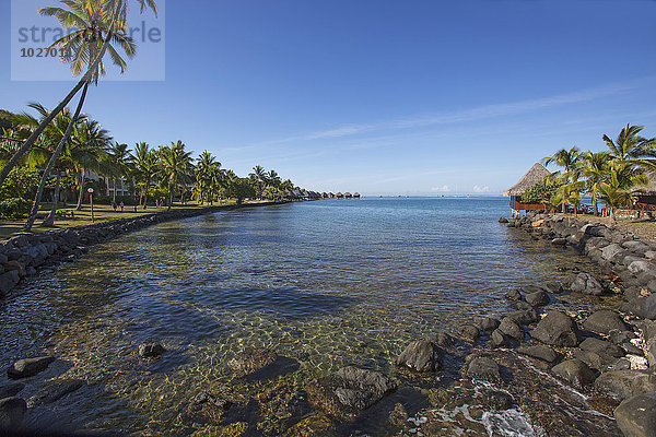 Tropisch Tropen subtropisch Baum Küste Insel Reetdach Tahiti