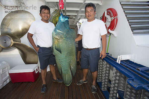 Fischer Terrasse unterhalb Tahiti Lippfisch