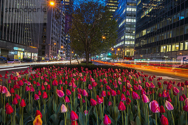 zeigen New York City Amerika Verbindung Allee Tulpe