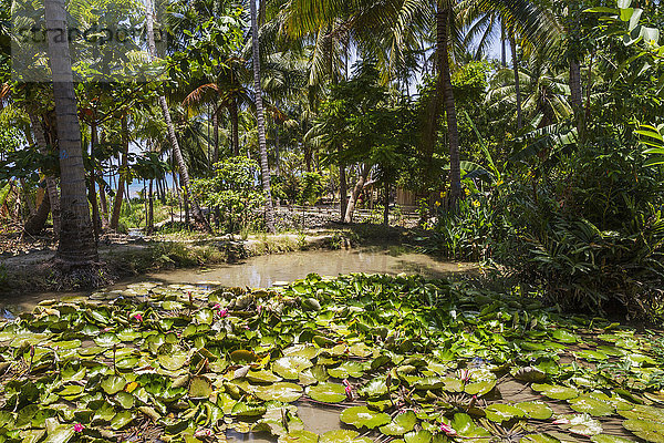 Wasser Teich Lilie Baucau