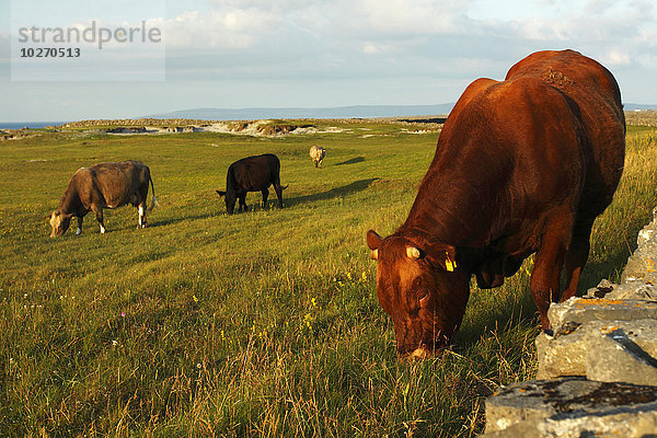 Hausrind Hausrinder Kuh Bulle Stier Stiere Bullen Küste ungestüm Insel Atlantischer Ozean Atlantik County Galway Galway Irland Weg