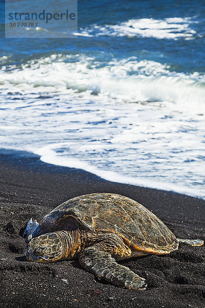 Nahaufnahme der Hawaiianischen Grünen Meeresschildkröte (Chelonia mydas) am Punaluu Black Sand Beach; Insel Hawaii  Hawaii  Vereinigte Staaten von Amerika