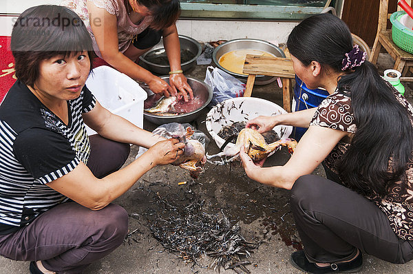 Das Personal eines lokalen Restaurants säubert drei Fasane für die Zubereitung vor dem Eingang eines kleinen Dorfes in der Nähe von Wuyuan  Provinz Jiangxi  China
