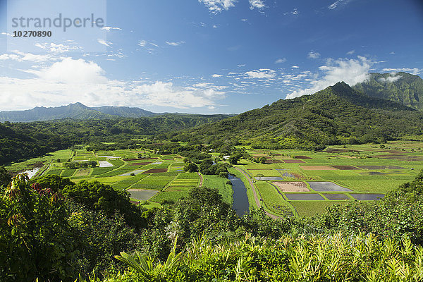 Taro wächst im Wasser  Hanalei Valley; Hanalei  Kauai  Hawaii  Vereinigte Staaten von Amerika