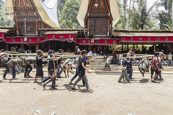 Männer tragen an Bambusstöcken angebundene Schweine in einem formellen Trauerzug namens MaÆpassa Tedong an einem Rante  dem zeremoniellen Ort für ein Torajan-Begräbnis  in Sereale  Toraja-Land  Südsulawesi  Indonesien
