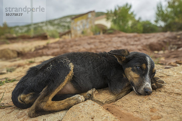 Ein junger Hund schläft  während er Hunger hat  Toro Toro National Park; Bolivien