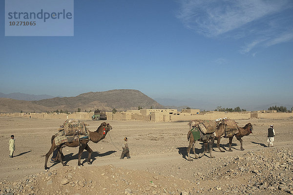 Kuchi-Nomaden und ihre Kamele auf der Straße von Torkham nach Jalalabad  Provinz Nangarhar  Afghanistan
