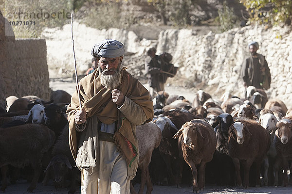 Afghanischer Schafhirte und seine Schafherde in Shekh Ali  Provinz Parwan  Afghanistan